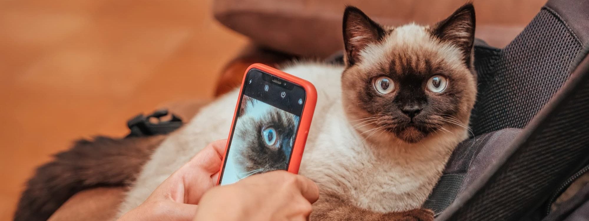 Person taking photo of a cat using phone