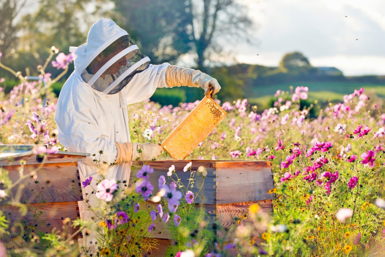 Beekeeper with beehives